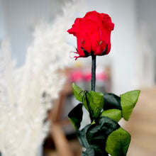 Load image into Gallery viewer, The ONE | PRESERVED ROSE SINGLE STEM | 100% Natural Rose
